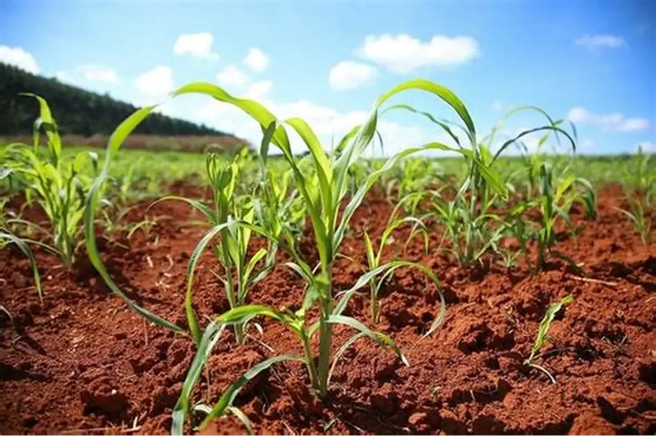 Novo Fundo de 500 Milhões para Revitalização Agrícola em Moçambique